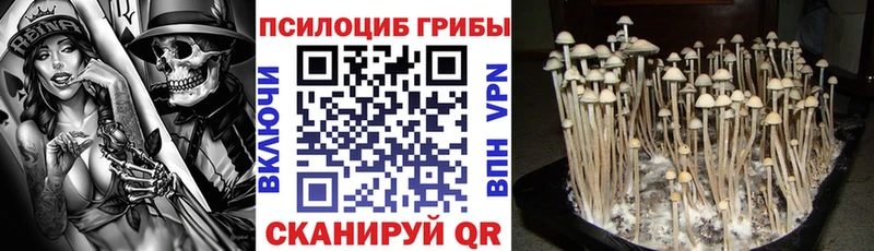 Псилоцибиновые грибы Psilocybine cubensis  продажа наркотиков  Приморск 